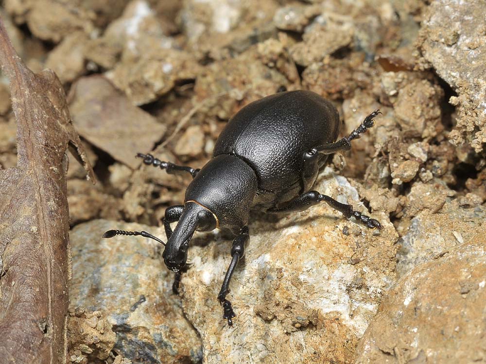 Liparus dirus